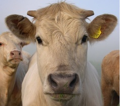 Gorgeous%20cow%20jpeg