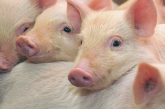 Pigs%20%28bought%20pic%29%20copy