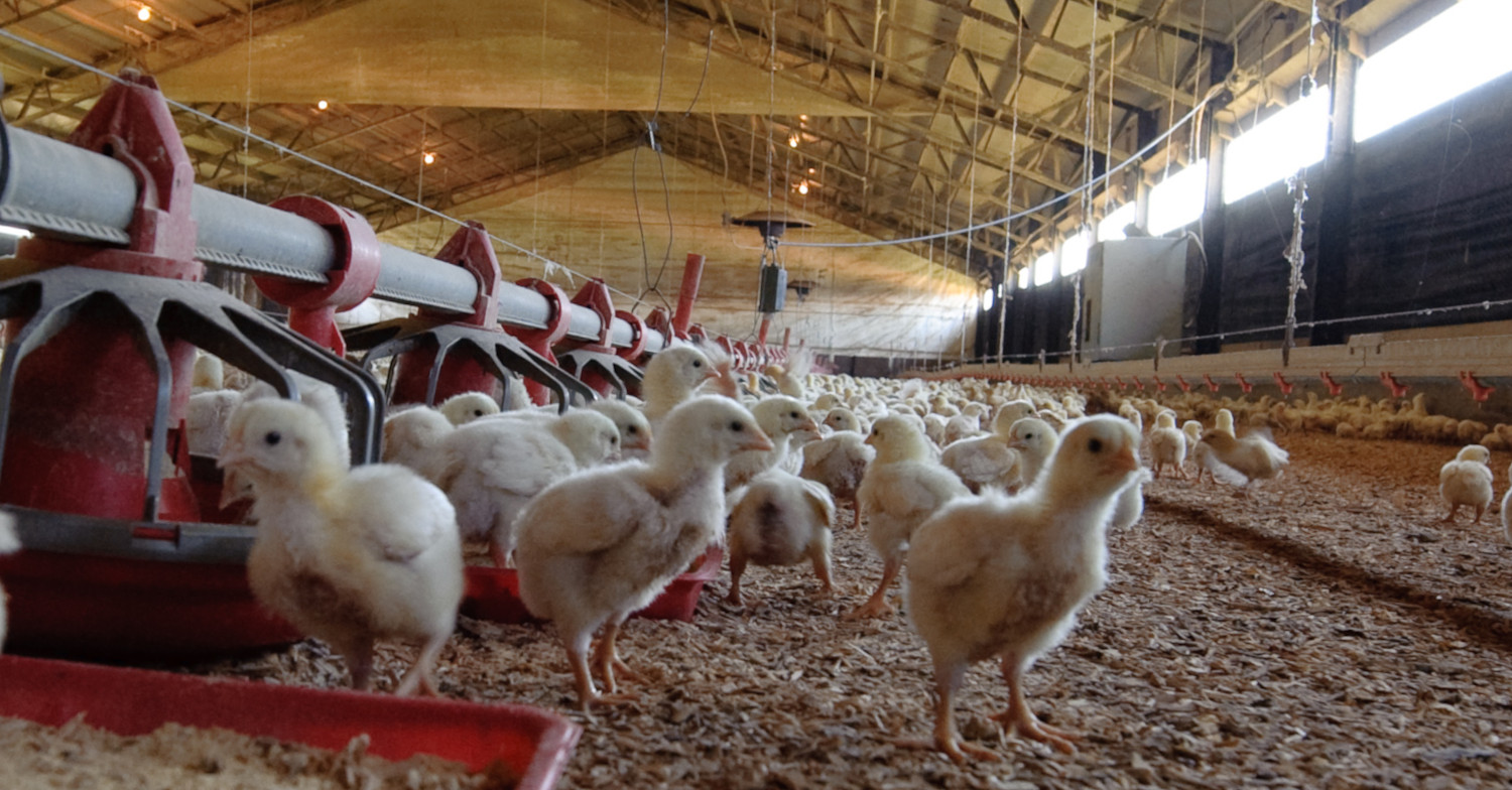 Young broiler chickens in a factory farm