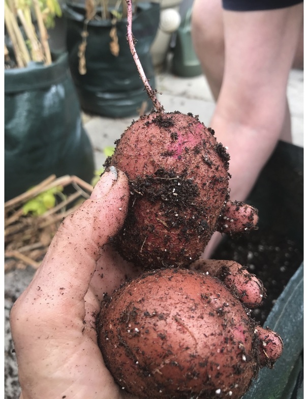 potatoes freshly pulled from Eleanor's garden