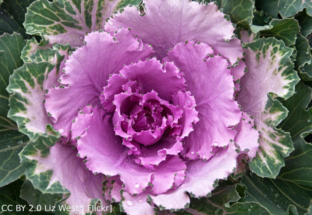 Red Russian kale photo by Liz West on Flickr