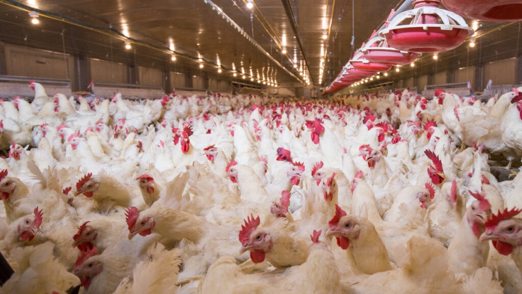 Factory farmed chickens