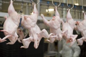 factory-farmed chickens on a conveyor belt