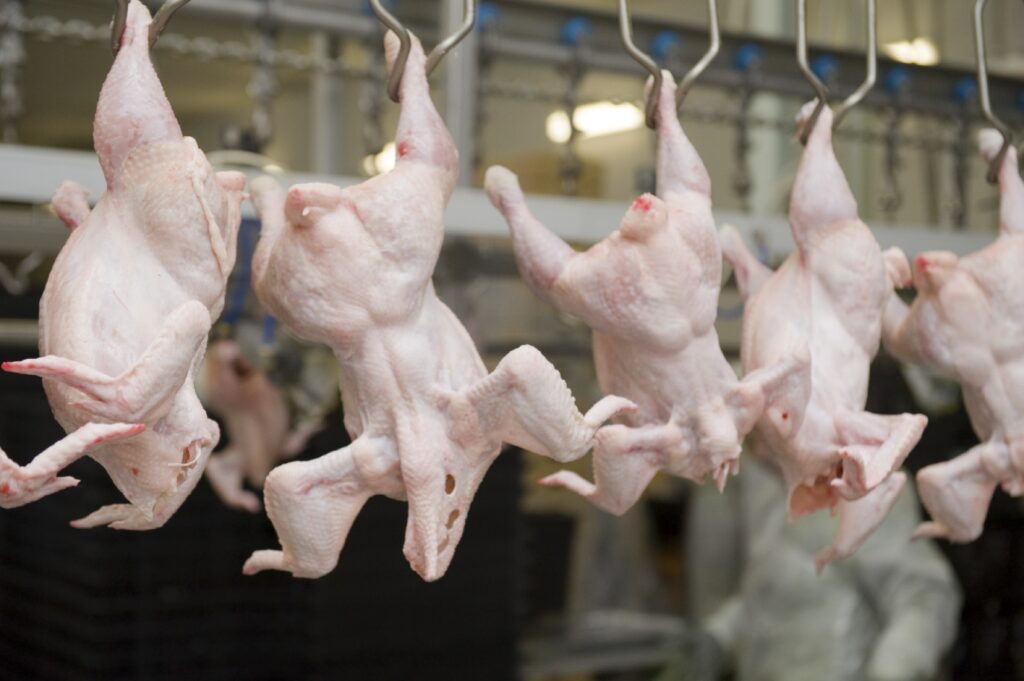 Chickens on the assembly line in a mass-production operation