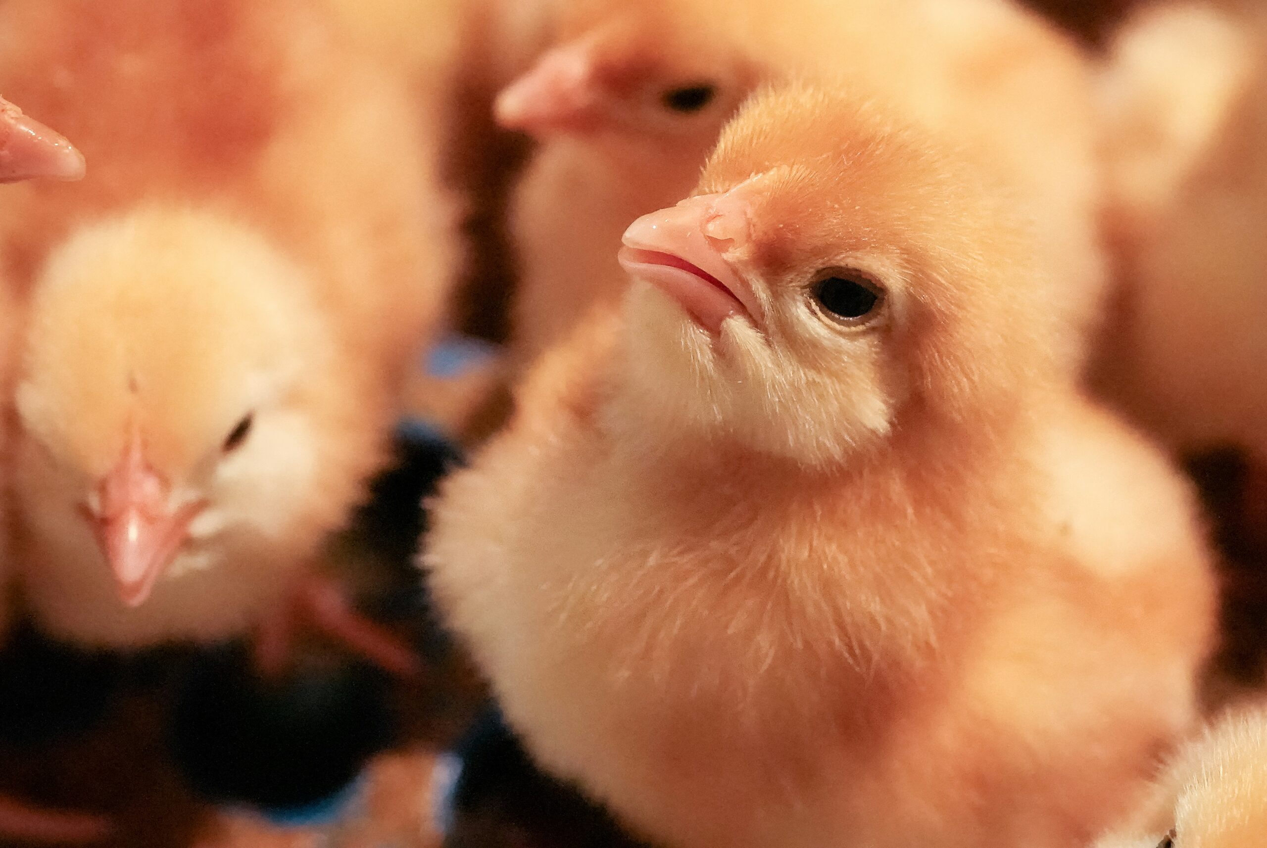 Baby chicks, photographed by MD Abu Nasir Limon | Unsplash